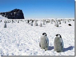 Penguins_White_Snow