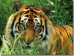 Tiger_Grass