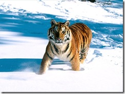 Tiger_Snow